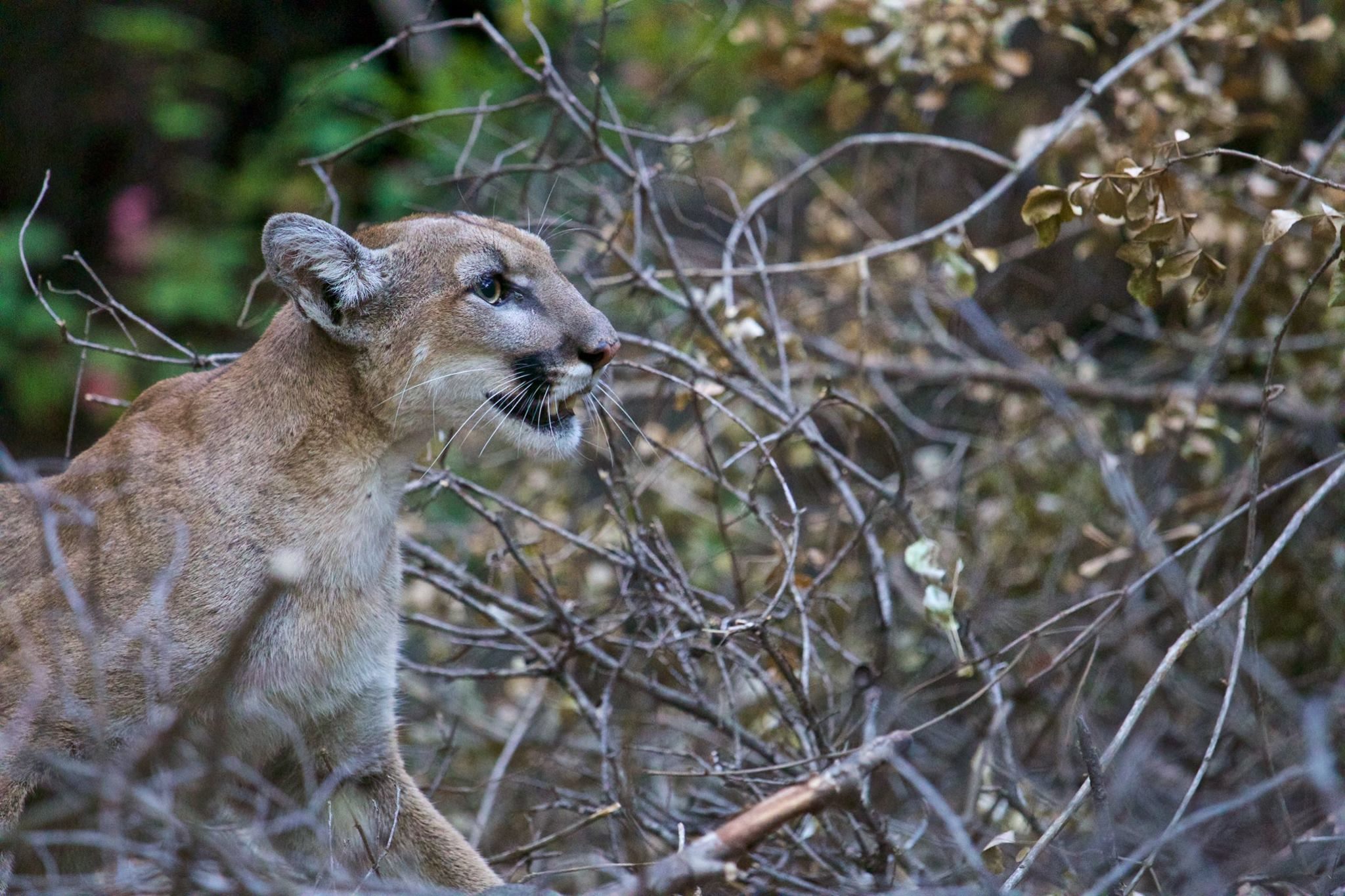 Female mountain lion P-42, approximately four years old, is one of the animals the Santa Monica Mountains National Recreation Area researchers have been tracking during the fire.