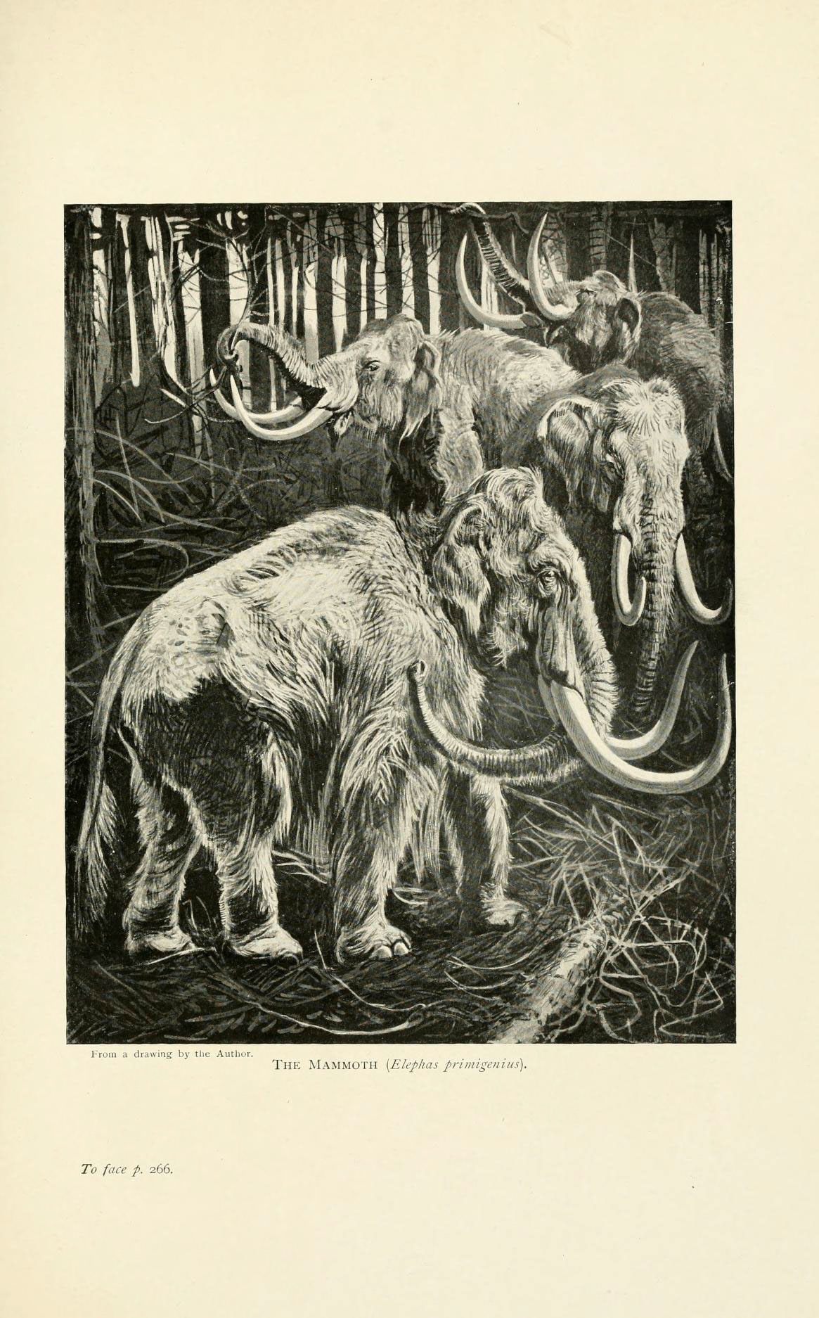 Mammoth bones turn up during construction projects across the Midwest.