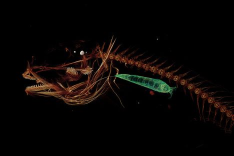 A CT scan of a Mariana snailfish, featuring its dinner, a small crustacean.