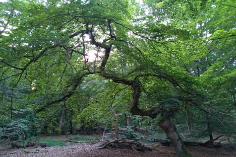 Gryteskogen Troll Trees