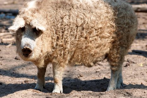 Mangalica