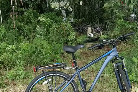 The tree is easily reached via a paved trail frequently visited by hikers and bikers.