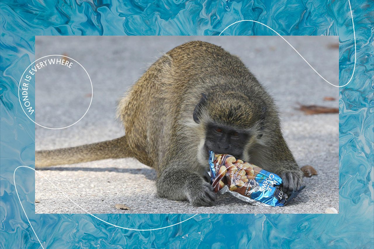 A wild vervet monkey, native to Africa, dines near the Fort Lauderdale International Airport rental car area in 2021. 