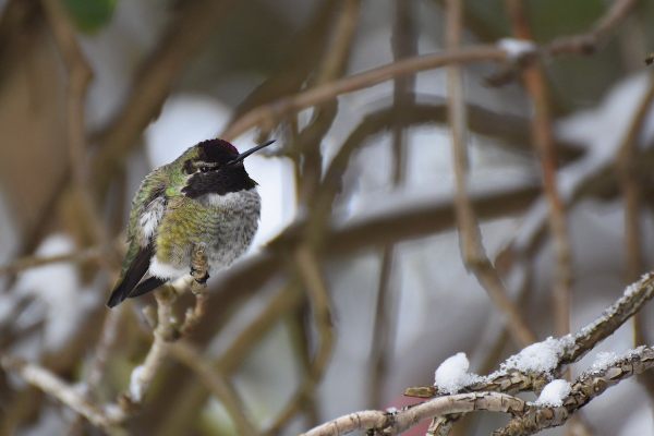 居民在不列颠哥伦比亚省,温哥华岛西南部竭尽全力保证安娜蜂鸟的安全在一个不寻常的寒流。