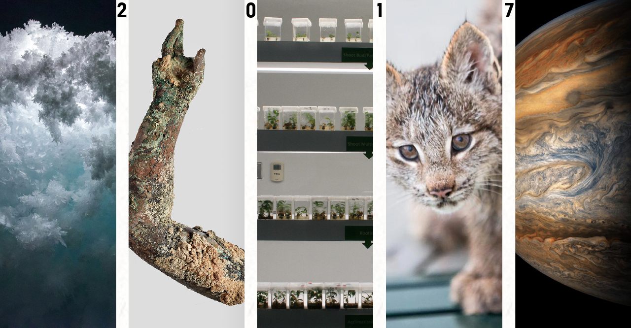 From left: Antarctica's Erebus Ice Tongue Cave; bronze arm from the Antikythera shipwreck; cloned plants at the University of Guelph; a Lynx kitten; Jupiter from <em>Juno</em>. 