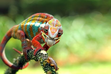 A panther chameleon is a welcome sight, unless you're a cricket ... 