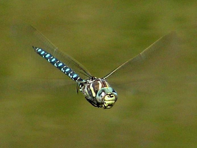 Why Female Dragonflies Fake Death to Avoid Males - Atlas Obscura