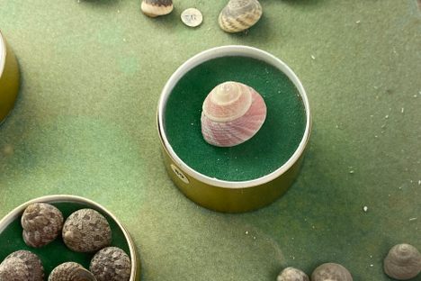 Seashell Gallery 