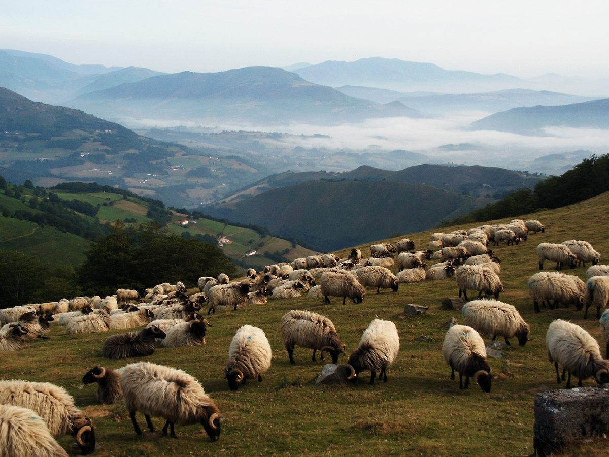 A herd of sheep in the Pyrenees.