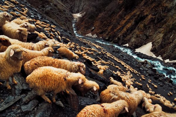 Every year in the remote reaches of northeastern Georgia, shepherds drive hundreds of sheep along a dangerous mountain trail to seasonal pastures. In May and June, shepherds make the trek up to pristine summer pastures high in the Caucasus Mountains. Then, in September and October, they drive the sheep back down to the valleys below.