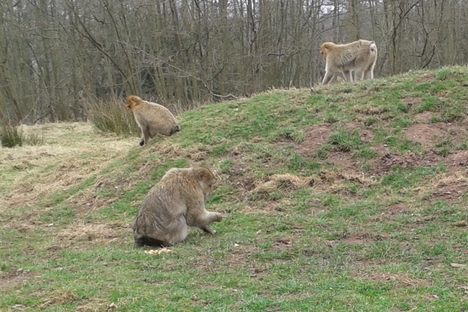 Trentham Monkey Forest