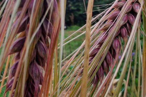 Hailing from the Himalayas, Purple Karma Barley sat, dormant, in a seed vault since 1924—until OSU revived it.