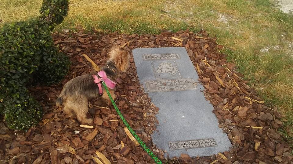Brownie's grave. Good dog.