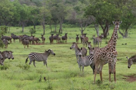 Selous Game Preserve