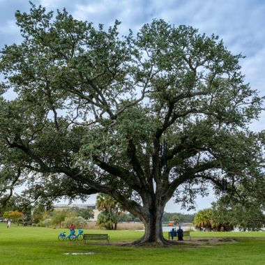 The Singing Tree.