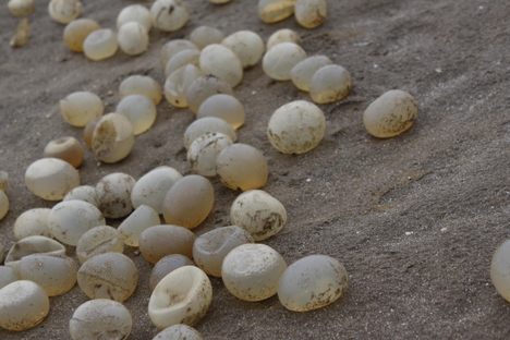 These snail eggs were spotted on the shore of San Clemente del Tuyú. 