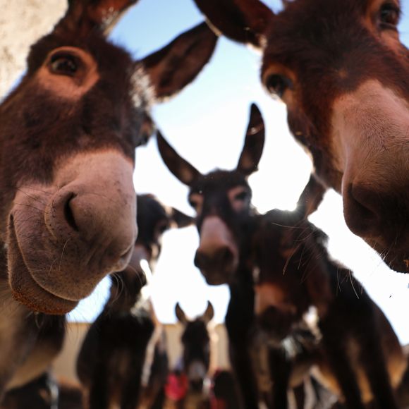 Jarjeer Mule And Donkey Refuge – Marrakesh, Morocco - Atlas Obscura