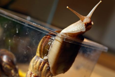 Giant African land snails are among the largest land snails in the world.