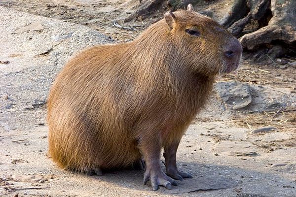 The cute capybara.