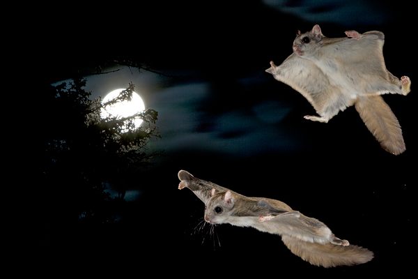 During mating season, flying squirrels engage in dizzying aerial acrobatics far exceeding the routine glides typically observed in the laboratory settings.