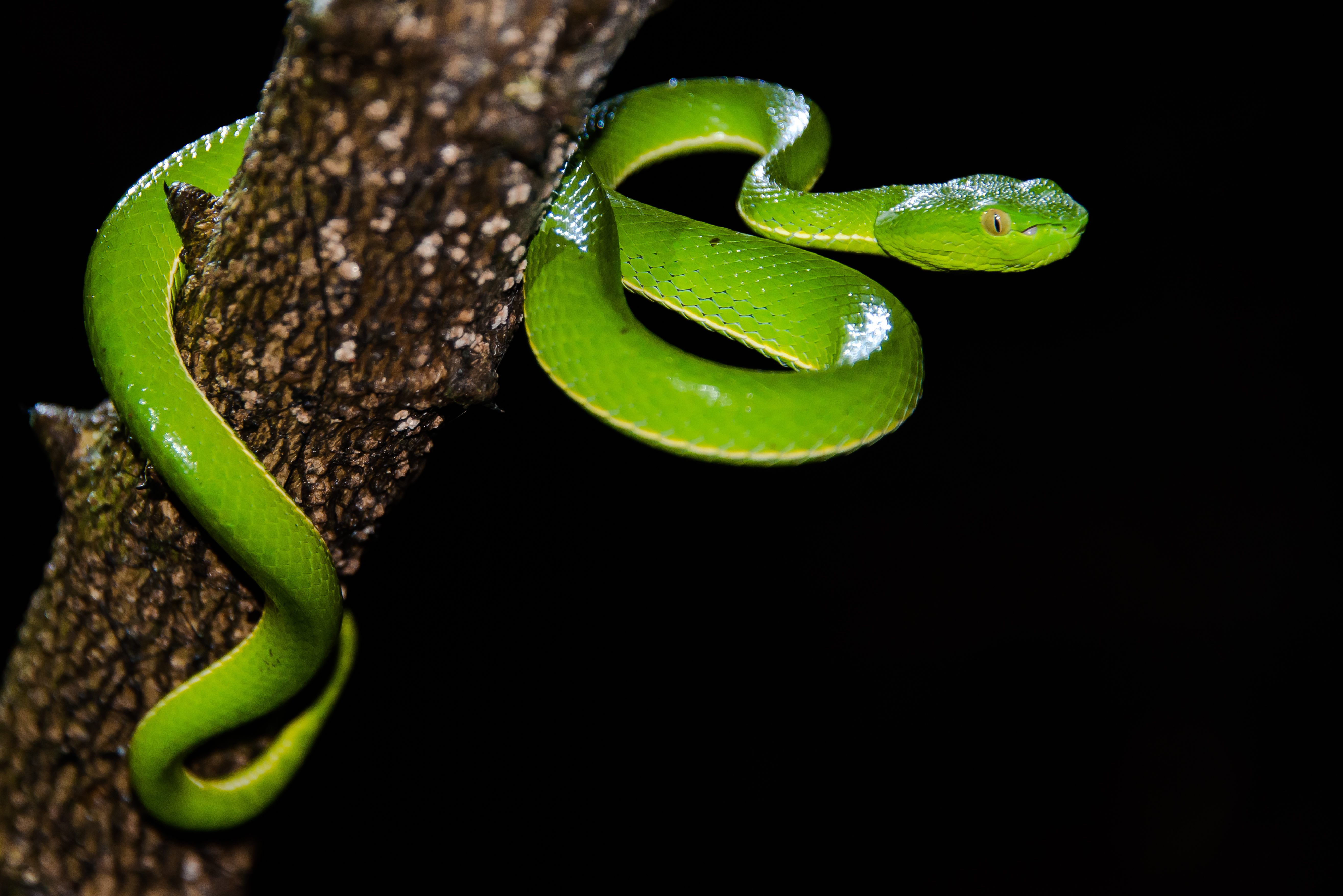 The moldy meat of a dead poisonous snake was cited in one recipe of gu.