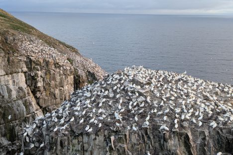 Northern Gannets on Bird Rock