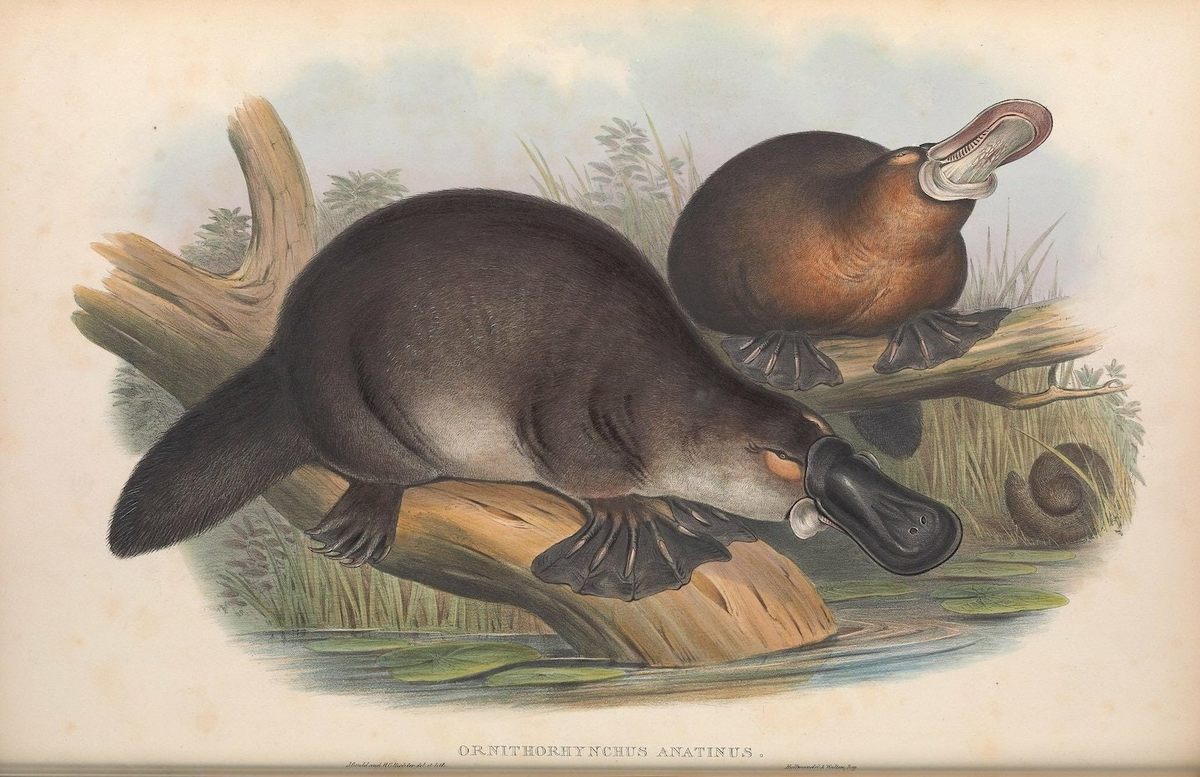 The peculiar platypus, a mainstay in Australian faunal lore, has seen its aquatic habitat and way of life gravely threatened by the fires.