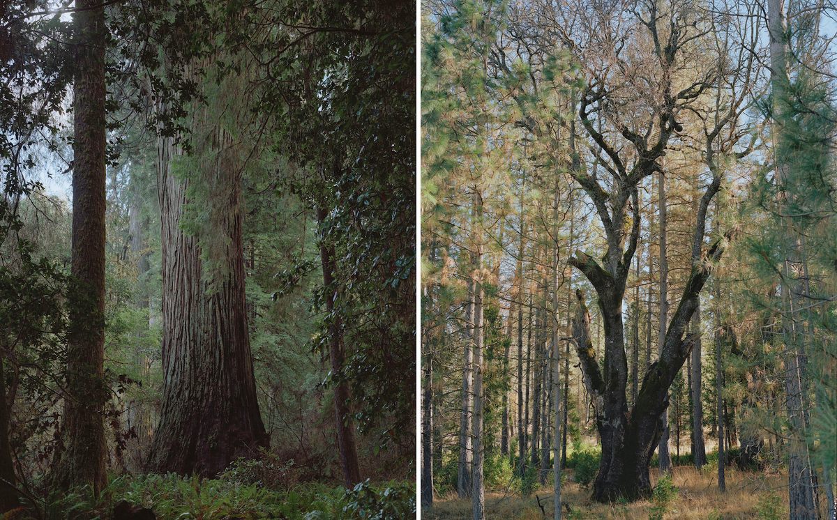 From left: The 307 foot Del Norte Titan, one of the largest single-stem coast redwoods, in Jedediah Smith Redwoods State Park, California; the National Champion California Black Oak in Tuolumne, California.