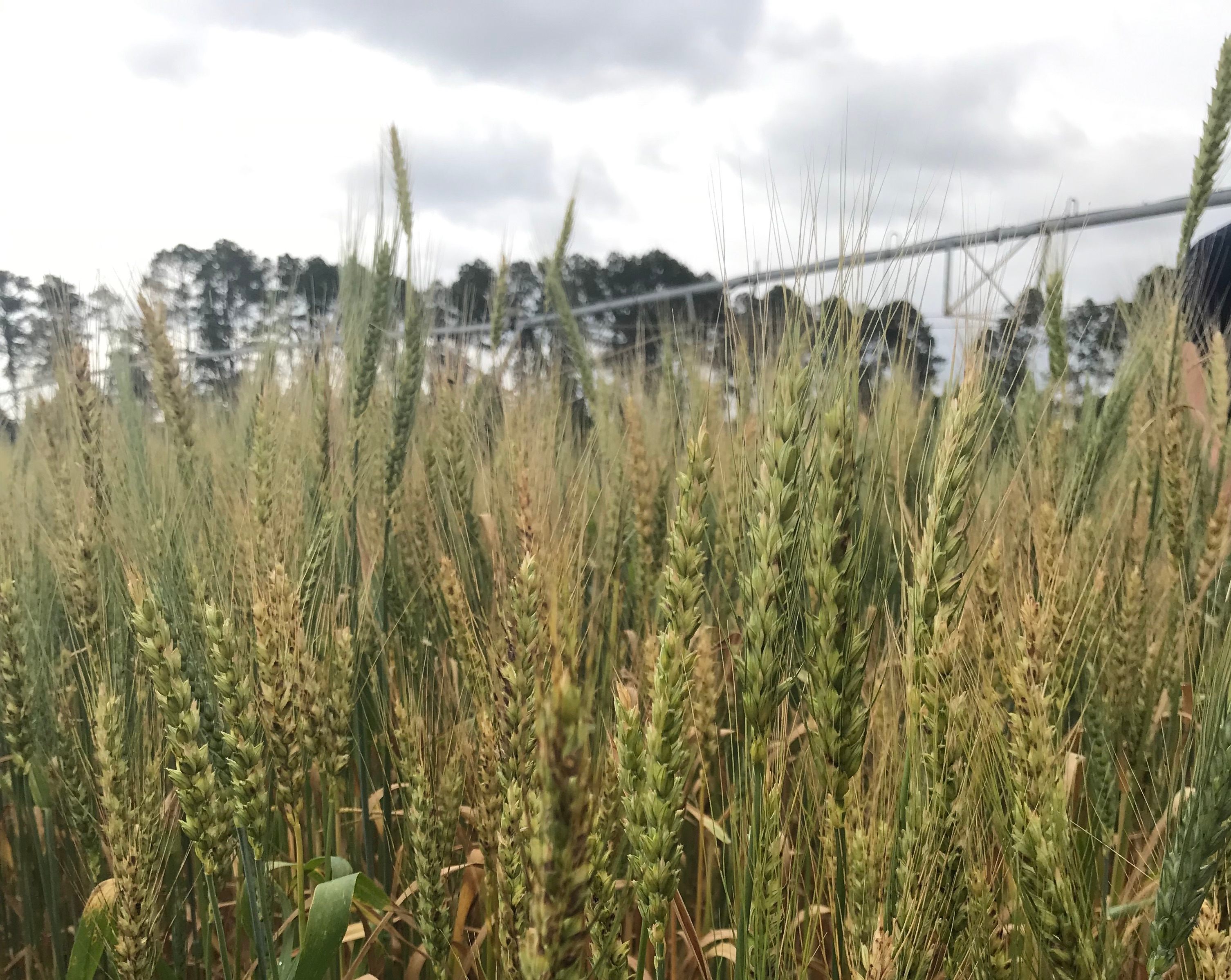 A field of purple straw, growing tall. 