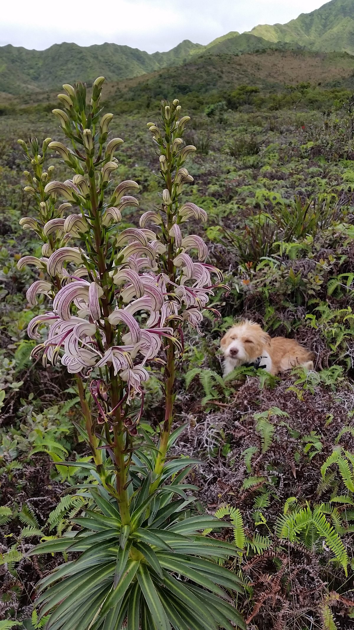 <em>Lobelia kauaiensis</em>, one of the species of lobelia native to Kanaele, alongside a friend.