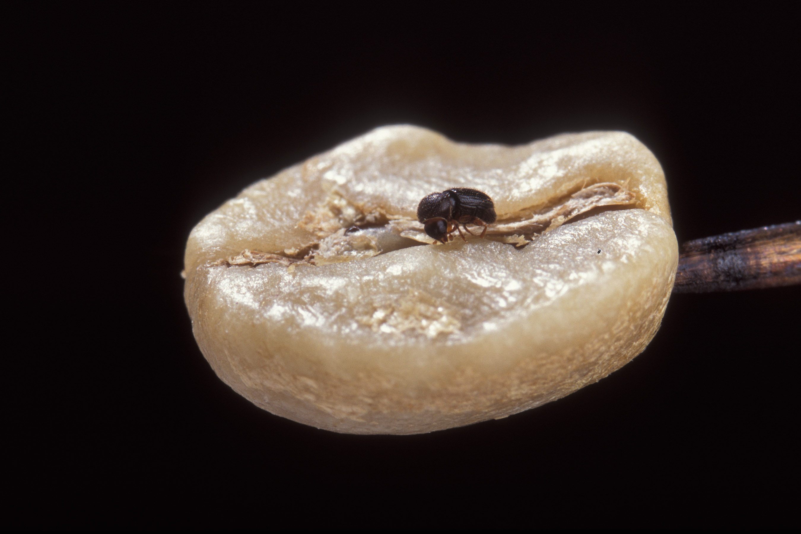 Tiny insect, big destruction.