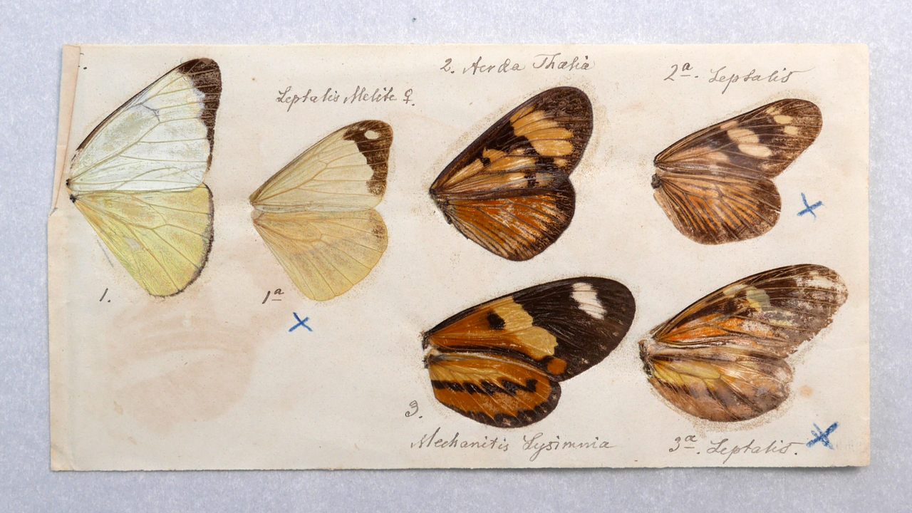 The Curious Task of Digitizing Darwin's Beans and Butterflies ...