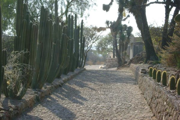 View of one of the cactus lined paths at the botanical garden.