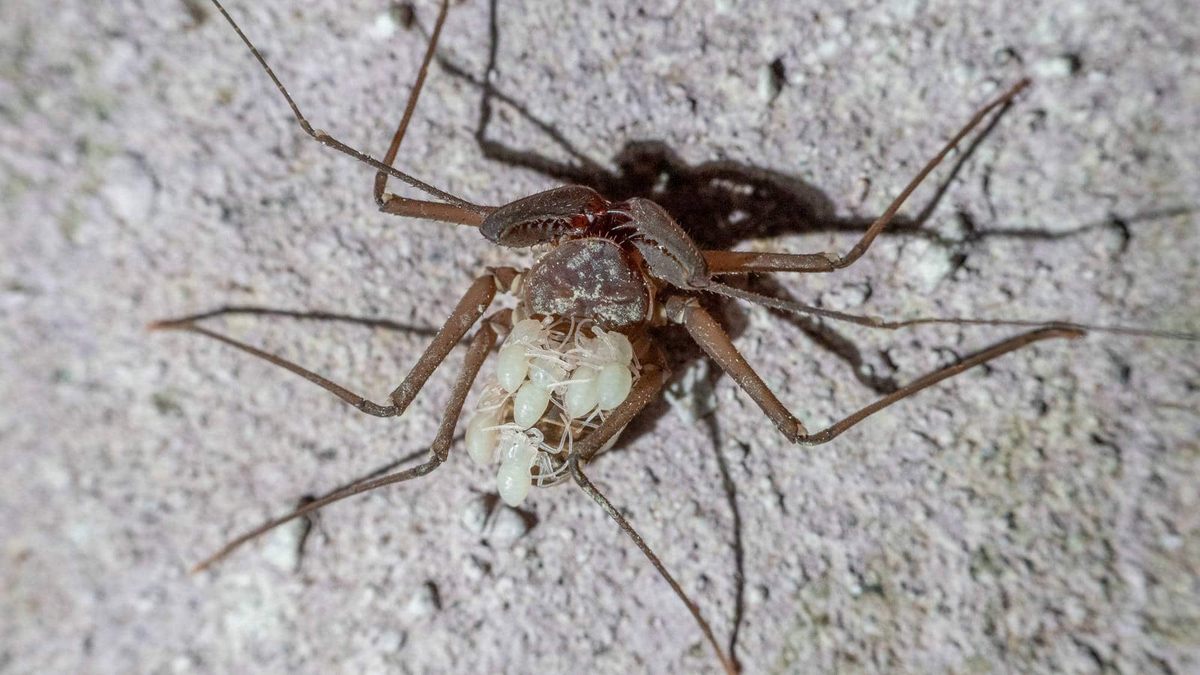 Country diary: A daddy-longlegs and its eggs have a narrow escape