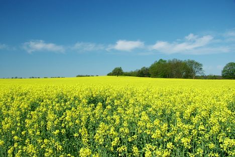EU flags will be flying over a German rapeseed field, starting in April 2019.