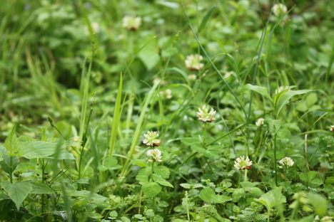 The running buffalo clover, tiny and resilient.