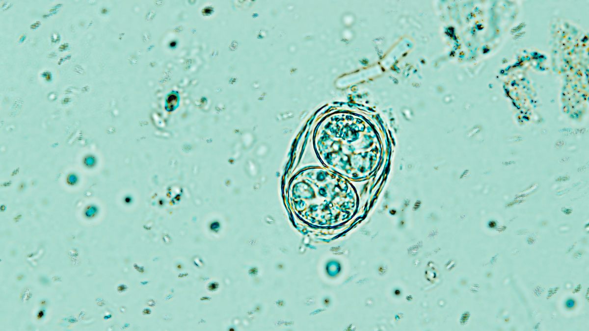 The Toxoplasma gondii parasite’s robust oocysts—eggs—easily travel in fresh water and the open ocean.