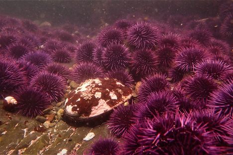 Urchins encircle a lone red abalone.