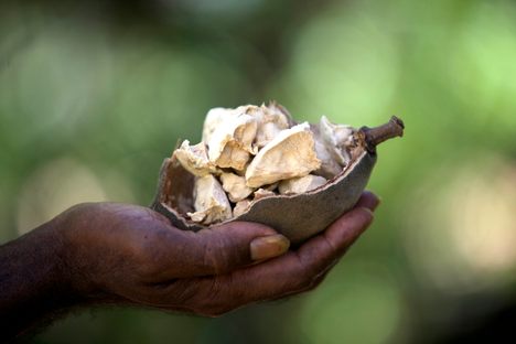 The inside of a boab nut, a versatile source of food in the Kimberley.