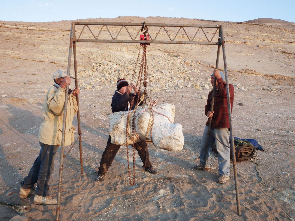 It was a challenge to transport <em>P. colossus</em> bones from the coastal desert of Peru to the Museum of Natural History in Lima.