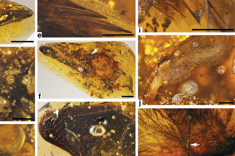 Wings Found from 99 Million Years Ago Are a Lot Like Those on Birds Today