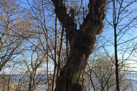 Tree on the right at entrance