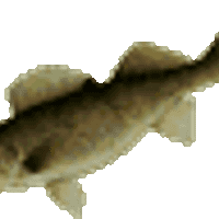 Profile image for thomaslainoutlan