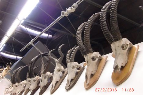 HORNS APLENTY