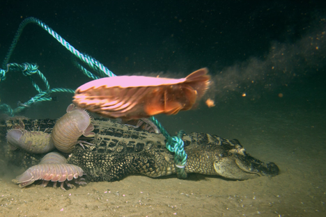 Giant isopods descend on a reptilian banquet. 
