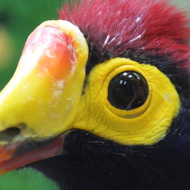 Pandemonium Aviaries