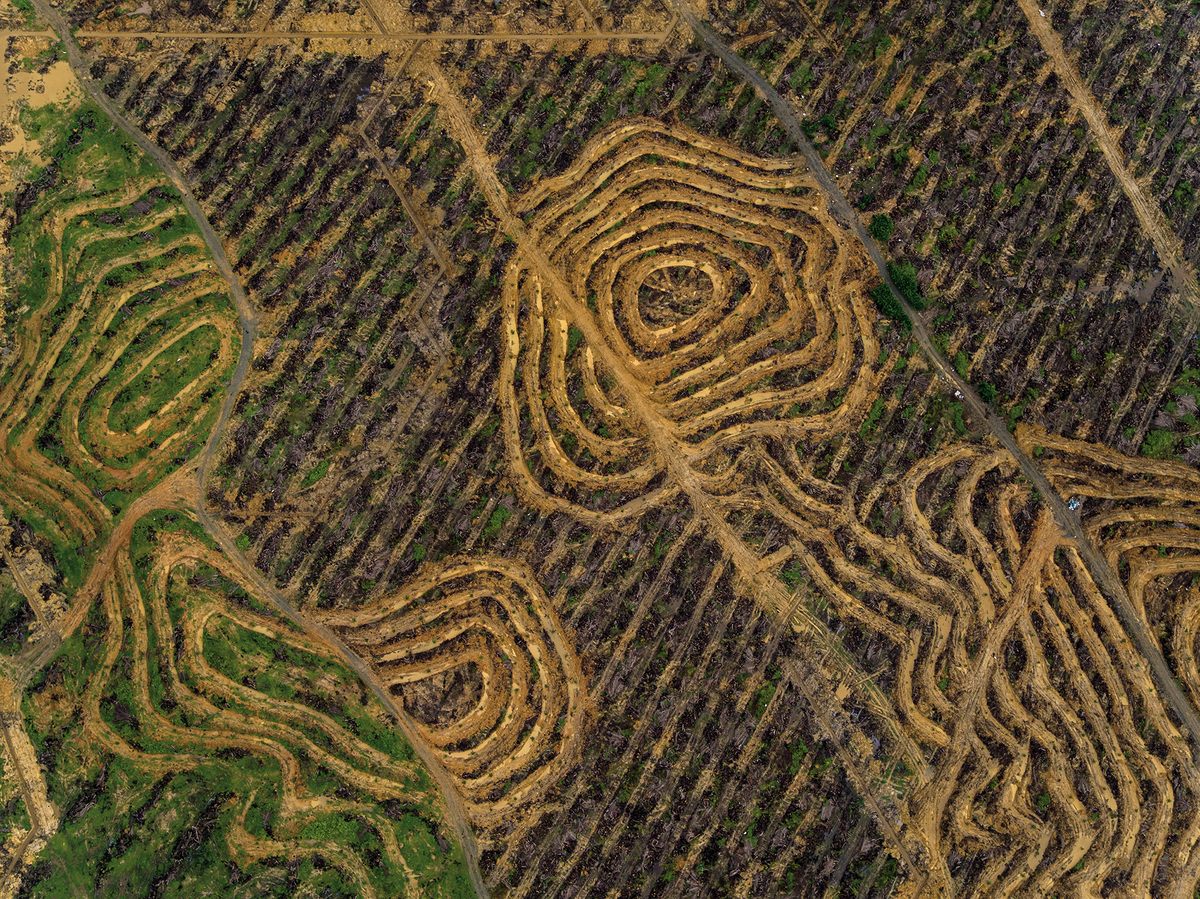 Shot from a drone, the textured lines of the landscape—resembling vintage corduroy upholstery—shows bare earth after oil palm trees past their productive prime were taken out, and prior to the planting of new ones. The green area on the left was planted a few months before. The clearing of rain forest for oil palm plantations has devastated ecosystems and displaced indigenous peoples. Sapi, Sabah, Malaysia.