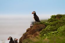 Puffins hanging out.