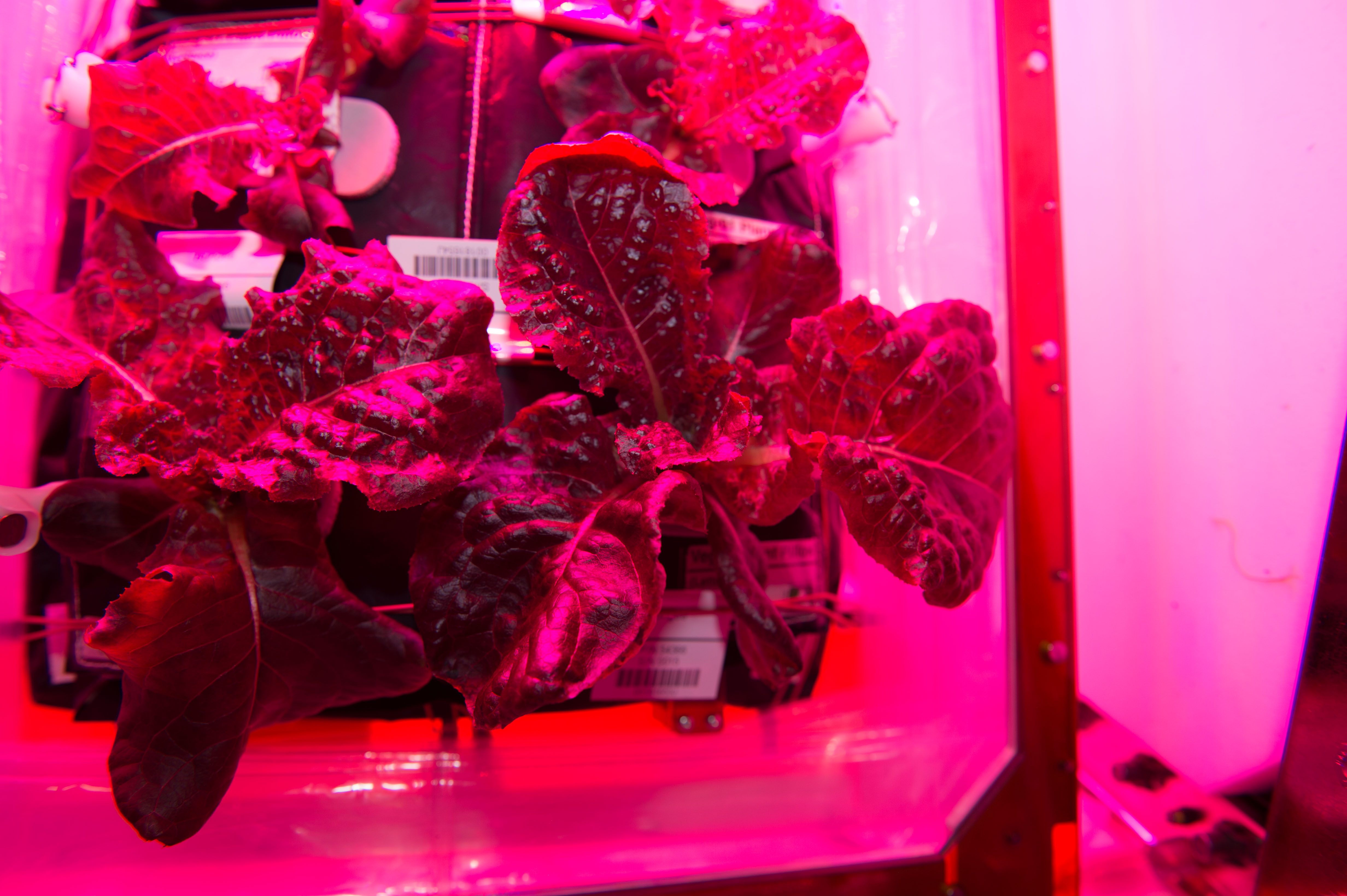 Say hello to Outredgeous red romaine lettuce.