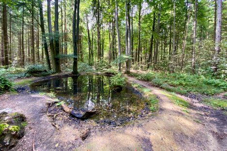 Himmelsweiher (Sky Ponds)
